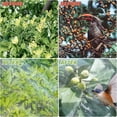 thumbnail image 4 of Garden Netting 10'x20' , Mosquito Bird Fine Netting Mesh for Vegetable Fruits Tree Protections, Pest Barrier, Plant Protection Netting, Insect Mesh Net Protect Garden Plant from Birds Bugs, 4 of 5