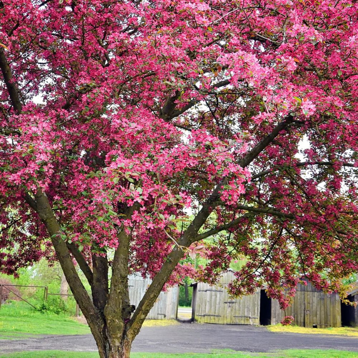 Expert Gardener 3-4 ft tall Robinson Crabapple Live Tree in 7-Gallon Grower Pot