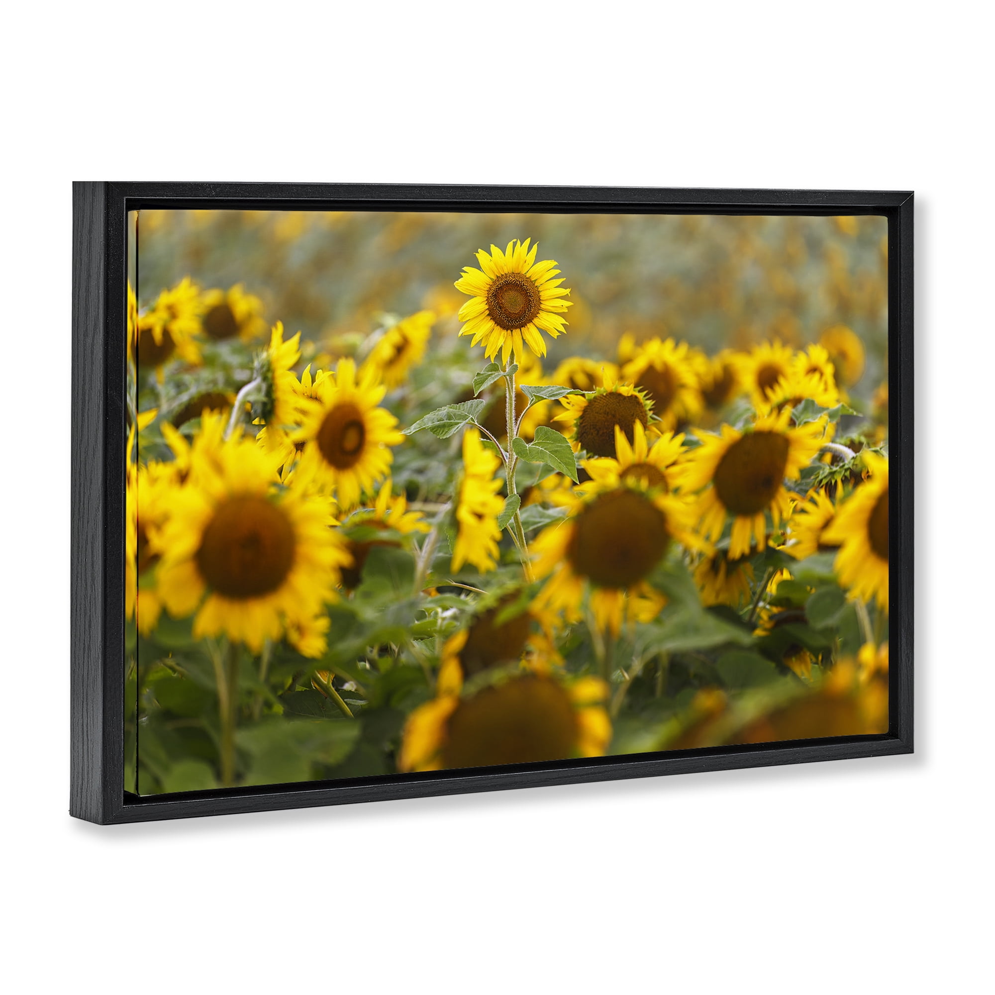 Central Sunflower in Meadow Black Framed Floater Canvas Wall Art, design by Andy Crawford