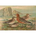 thumbnail image 2 of Johann Friedrich Naumann 14x11 Gold Ornate Wood Frame and Double Matted Museum Art Print Titled - Tringa Canute, Tringa Maritima, 2 of 4