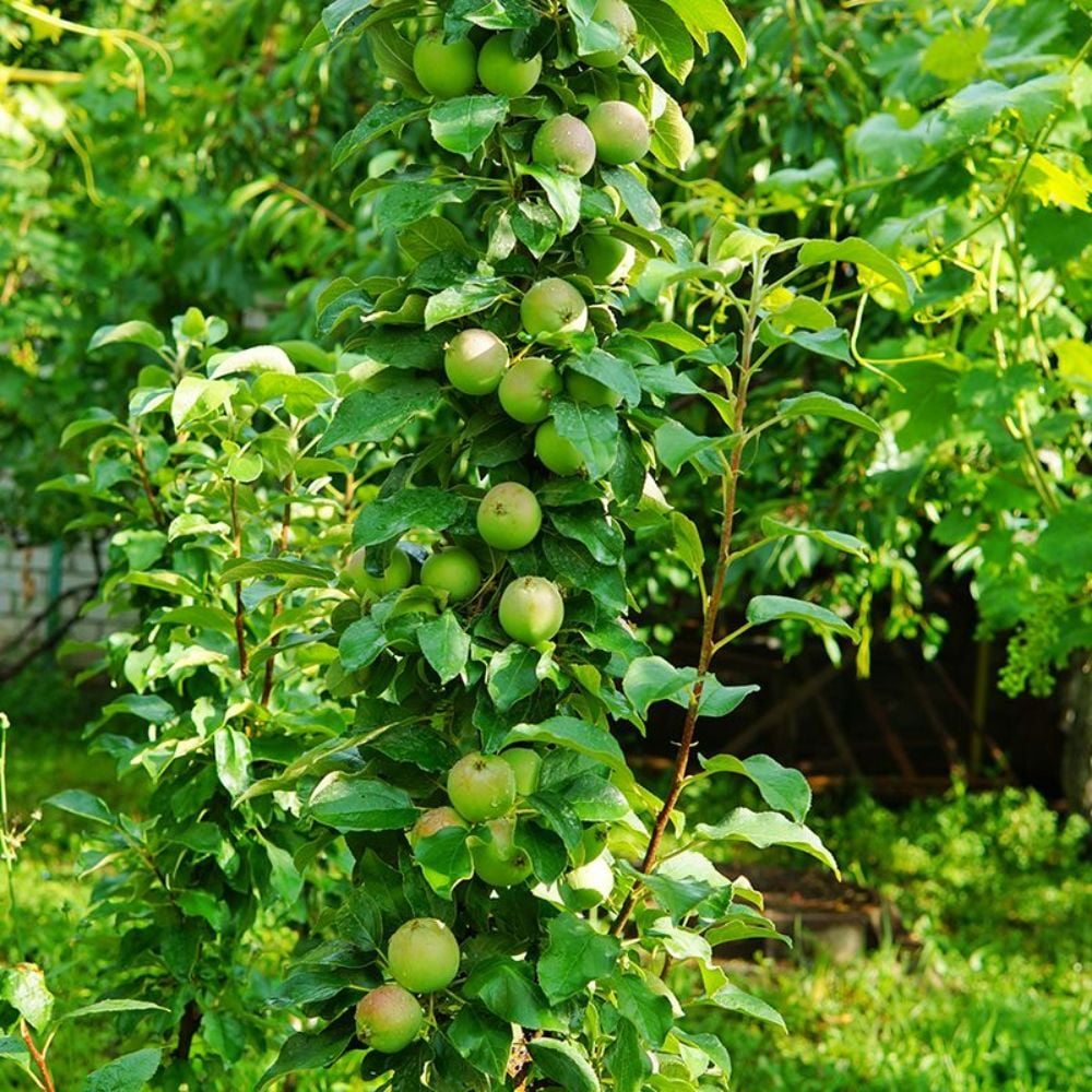 Expert Gardener 2-3 ft. tall Golden Sentinel Columnar Apple Live Tree in 5-Gallon Grower Pot
