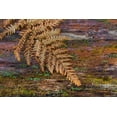 thumbnail image 2 of Mahan, Kathy 32x23 Black Ornate Wood Framed with Double Matting Museum Art Print Titled - On a Log II, 2 of 4