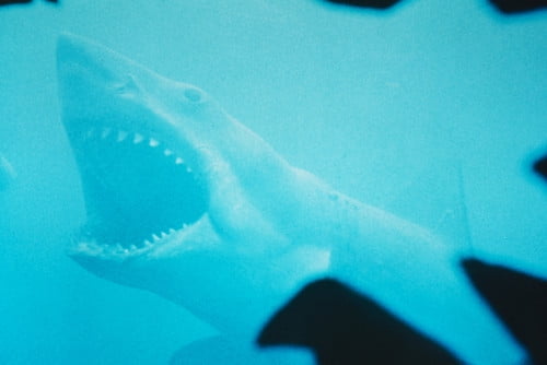 jaws toys at walmart