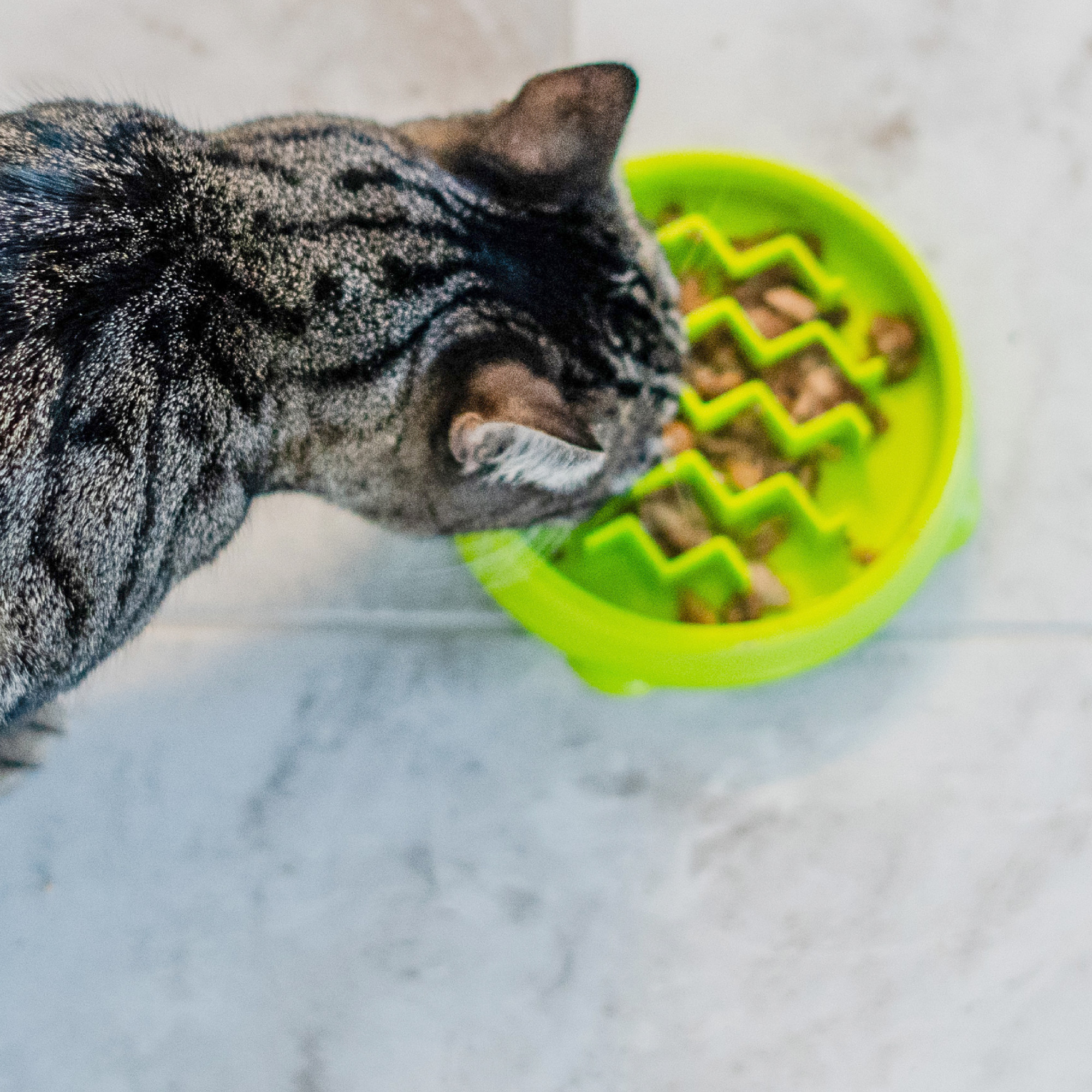 Catstages Kitty Slow Feeder Bowl, Green, 3/4 Cup photo 6