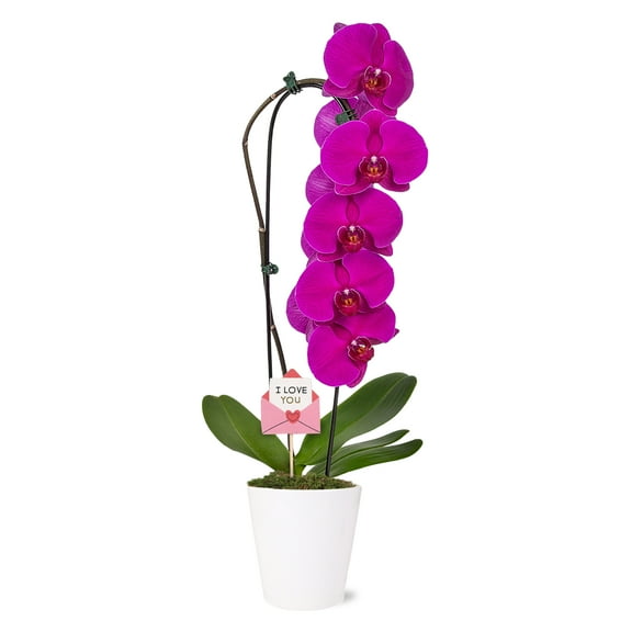 5IN Purple Waterfall Orchid (VDAY Edition) – White Quinn Pot – “I Love You Envelope” Pick