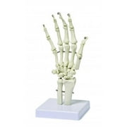 Vision Scientific Hand Bone Model