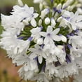 thumbnail image 5 of Southern Living Queen Mum Agapanthus 'Lily of the Nile' Live Shrub in 2.5-Quart Grower Pot, 5 of 10