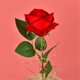 thumbnail image 3 of Regalo de San Valentín, Rosa eterna en cúpula de cristal, Regalo de flores de cumpleaños para el Día de la Madre, Flores de rosas artificiales, Rosa eterna, Una, 3 of 5