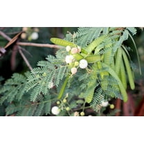 Serendipity Seeds 20 Wild Tamarind Seeds, Leucaena Leucocephala, Rare Unusual Tropical Tree
