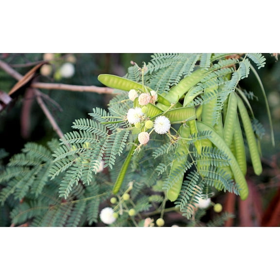 Serendipity Seeds 20 Wild Tamarind Seeds, Leucaena Leucocephala, Rare Unusual Tropical Tree