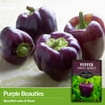 thumbnail image 3 of 5 Packs Purple Beauty Pepper Seeds - Non-GMO Heirloom Annual Full Sun, 3 of 6