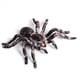 thumbnail image 2 of 4 Piezas 9,5 cm Gran Falso Juguete Modelo de Insecto Araña Realista Divertido Accesorio Aterrador de Halloween, 2 of 5