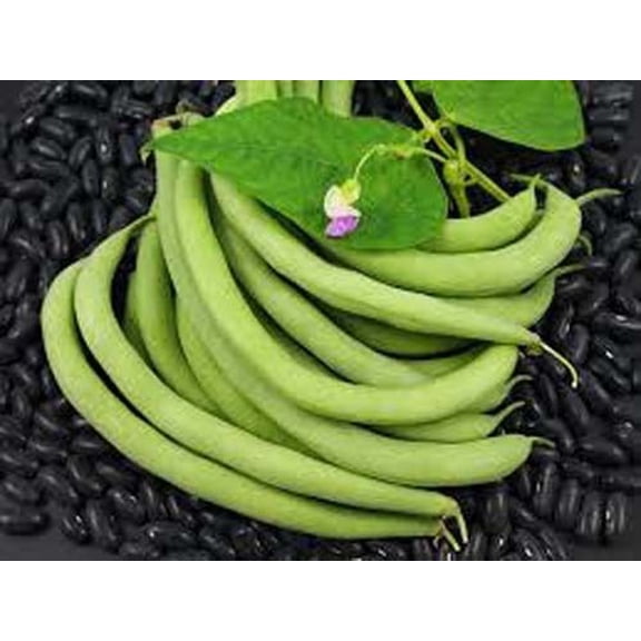 Bean Bush Black Valentine Great Heirloom Garden Vegetable by Seed Kingdom 1 Lb Seeds