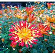Matchsticks Chrysanthemum - A Truly Hot Perennial - 2.5" Pot
