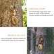 thumbnail image 3 of Decoración de caras de árbol zhang ming escultura de jardín, 3 of 5