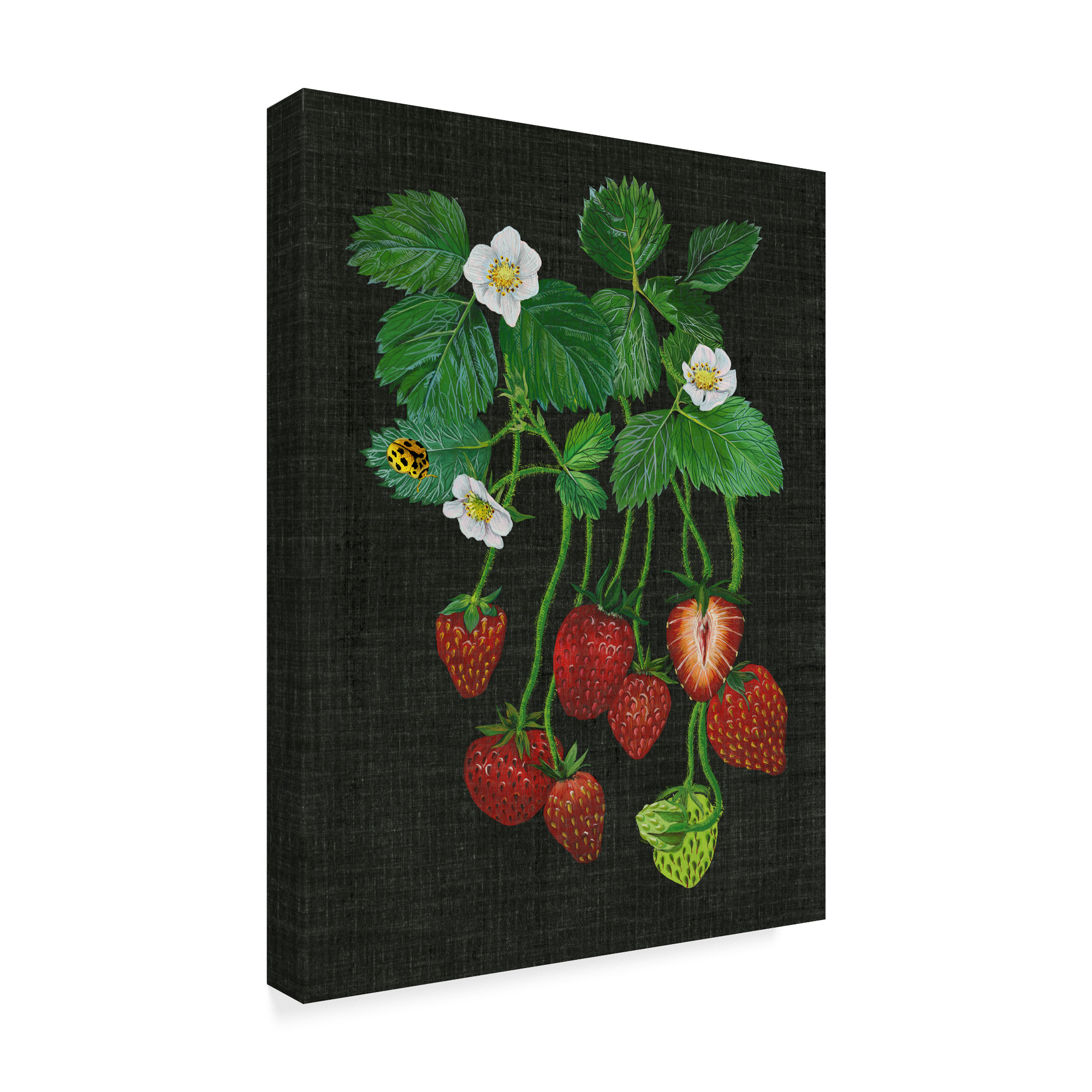 Trademark Fine Art 'Strawberry Fields II' Canvas Art by Melissa Wang