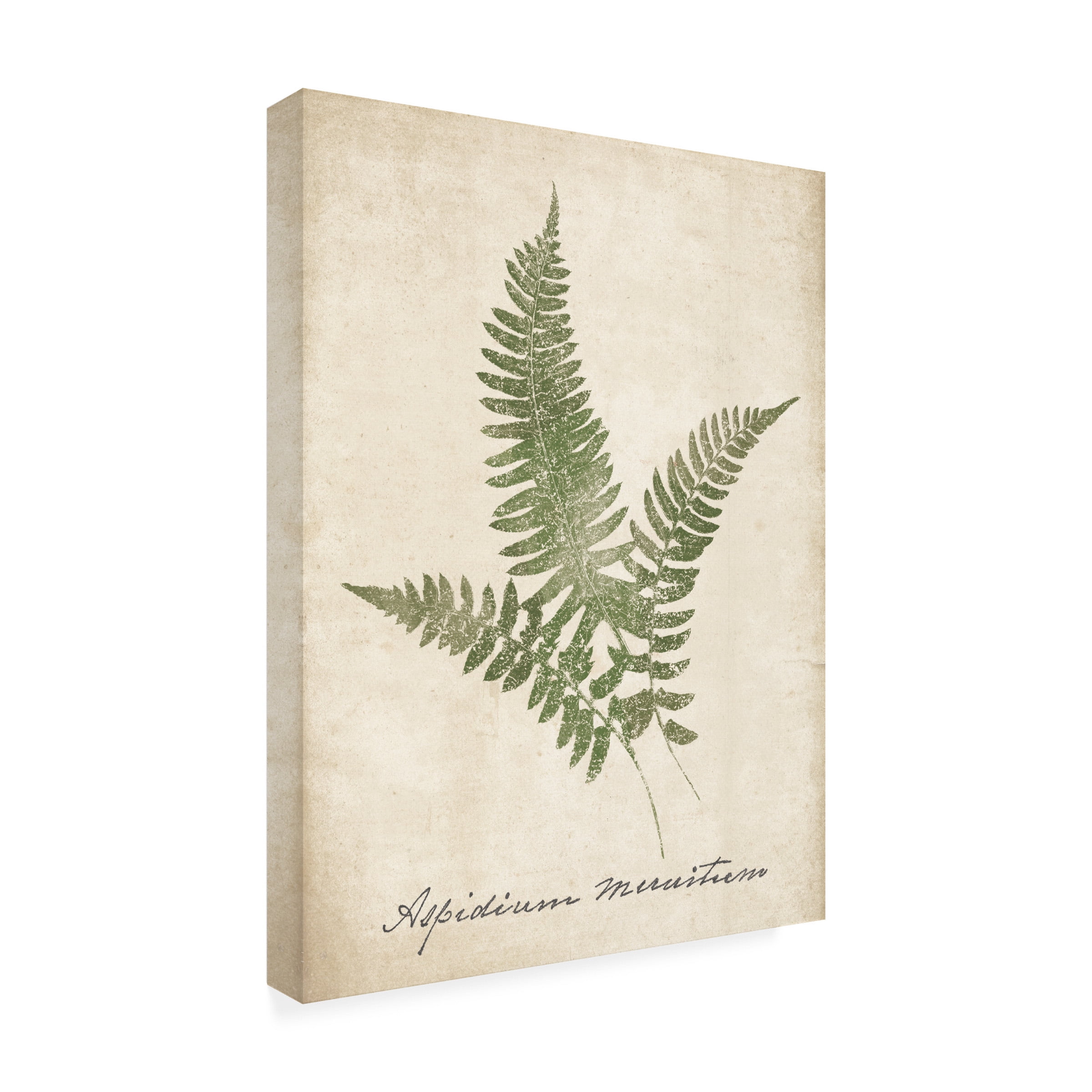 Wild Apple Portfolio 'Vintage Ferns X no Border' Canvas Art