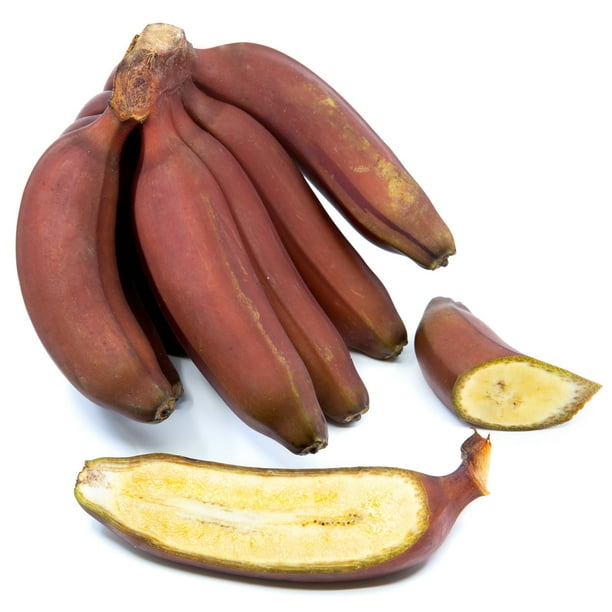Red Banana (Plantain) CongoTropicals