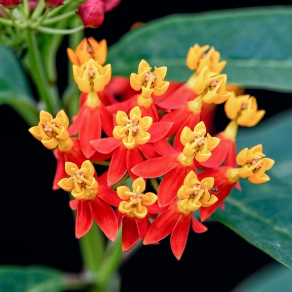 Blood Flower Milkweed Seeds 100 Seeds