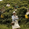 thumbnail image 4 of Juan Valdez | Caf&eacute; Org&aacute;nico en grano Balanceado de Colombia, Notas de t&eacute; de moringa y nuez tostada, L&iacute;nea Sostenible | Bolsa de 454 g, 4 of 7