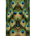 thumbnail image 2 of Jones, Adam 17x24 Black Ornate Wood Framed with Double Matting Museum Art Print Titled - Male Peafowl feather pattern-Florida, 2 of 4