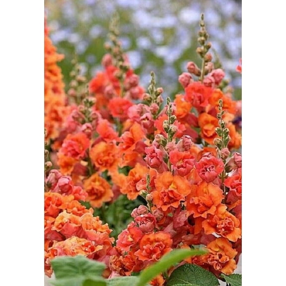 25 Bright Orange Hollyhock Seeds Perennial Flower Seed Flowers 305 US SELLER