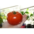 thumbnail image 4 of Seed Pack -Tomato Seeds-Red Beefsteak Heirloom Tomato -20 Seeds - Robust Flavor-All Natural, 4 of 4