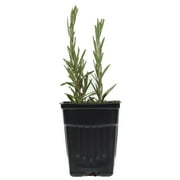 Fresh Potted Rosemary, 1 Each
