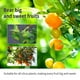 thumbnail image 4 of Cheap!Maojin Fertilizante concentrado líquido MOONSPRY de 100ml, suplemento para plantas de limón y naranja, solución nutritiva de equilibrio de fertilizantes, 4 of 4