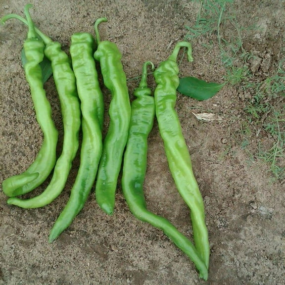 Iberia Pepper Seeds for Planting (25 Seeds) - Hybrid Hot Pepper Produces All Season