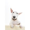 thumbnail image 2 of Miniature Bull Terrier Wall Decal by Wallmonkeys Peel and Stick Graphic (48 in H x 32 in W) WM235873, 2 of 4