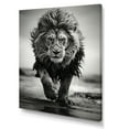 thumbnail image 2 of Designart "Monochrome Lion Dash in Savannah" Animals Canvas Wall Art, 2 of 5