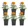 7in. Tall Orange Marigold; Full Sun Outdoors Plant in 3.5in. Grower Pot, 6-Pack