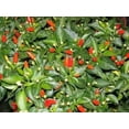 thumbnail image 3 of 50 Graines de Piment TABASCO Rouge Capsicum Fruitescens Légumes, 3 of 5