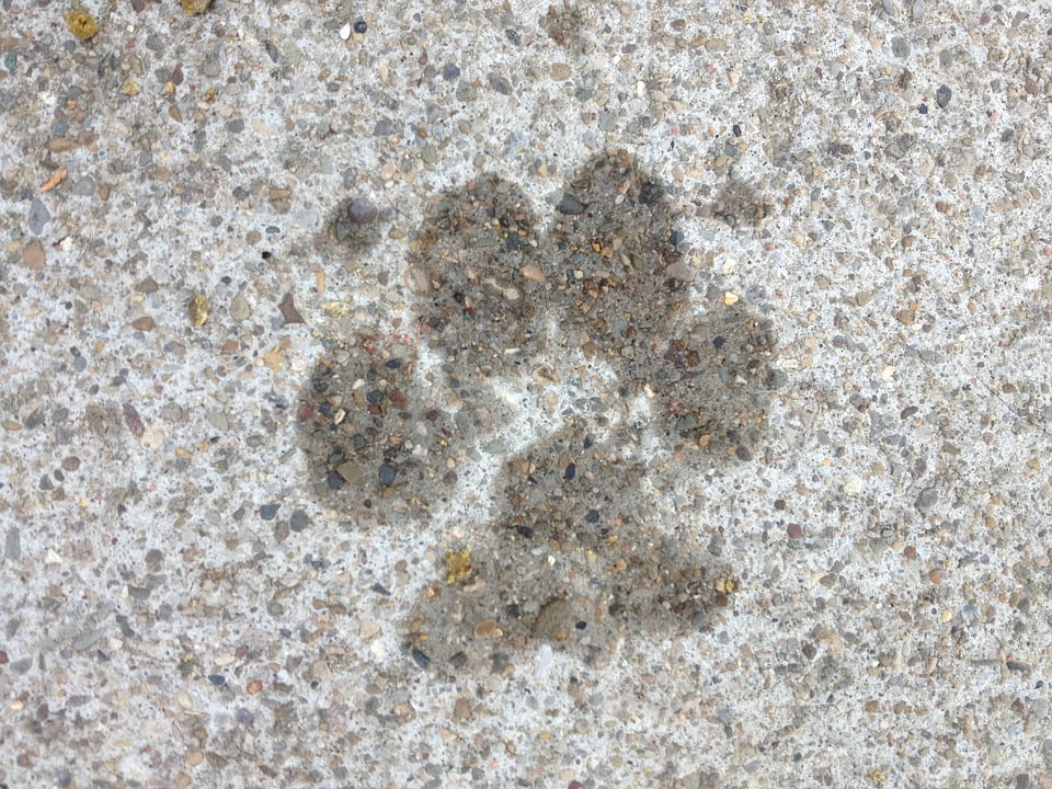 Framed Art for Your Wall Paw Print Canine Paws Puppy Dog Paw Imprint