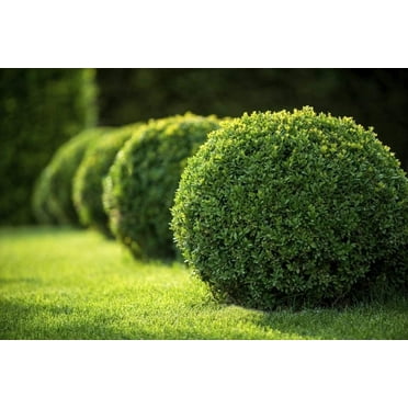 Japanese Boxwood - 10 Live Plants - Buxus Fast Growing Cold Hardy Evergreen Shrub