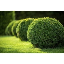 Japanese Boxwood - 10 Live Plants - Buxus Fast Growing Cold Hardy Evergreen Shrub