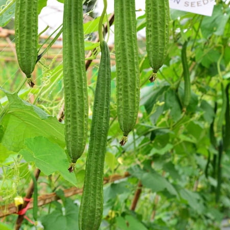 Gourd Seeds - Buab Moom - Hybrid - 5 Lb Bulk ~11200 Seeds - Non-GMO F1 Hybrid - Asian Garden Vegetable