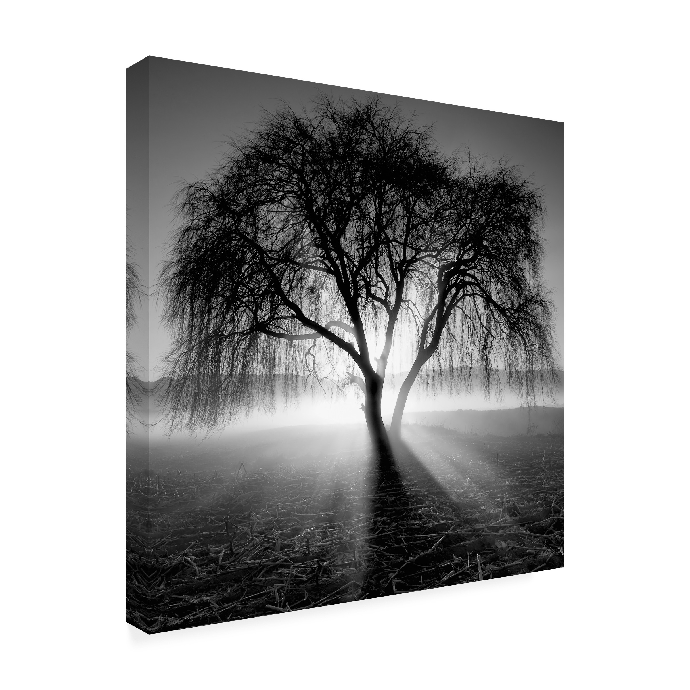 Trademark Fine Art Andy Westface Promise Canvas Wall Art - 14x14