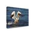 thumbnail image 2 of Trademark Fine Art 'Pelican Flying' Canvas Art by Galloimages Online, 2 of 3