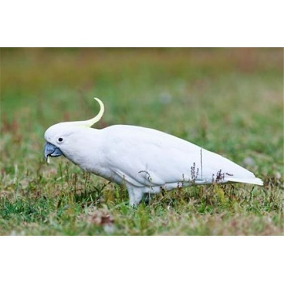 Danita Delimont PDDAU01MZW0320 Sulfur-Crested Cockatoo Bird Australia Poster Print by Martin Zwick, 29 x 19