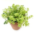 thumbnail image 3 of Sedum Golden Moss Tokyo Sun Succulent (2"+ Plastic Pot) - Tiny, Lovely, Easy to Care Succulent for Beginners - Live Healthy Succulent for Home Office, 3 of 8