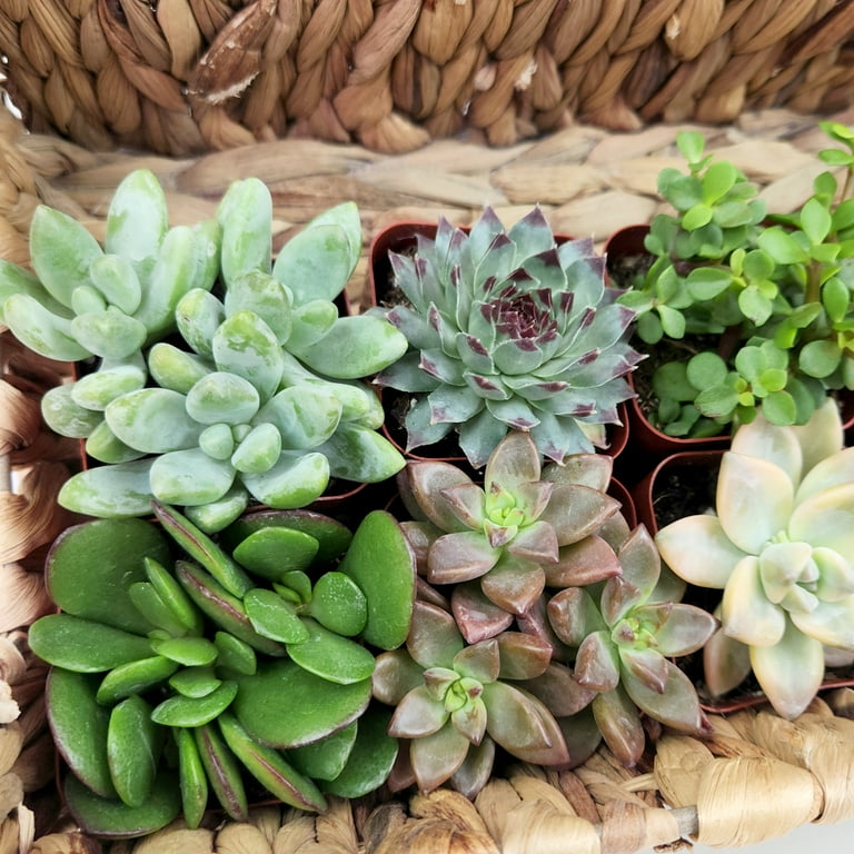 decorative plant pots Duck Plastic Pot, Unique & Charming Decorative Planters for Indoor &  Outdoor Garden – Organicbazar