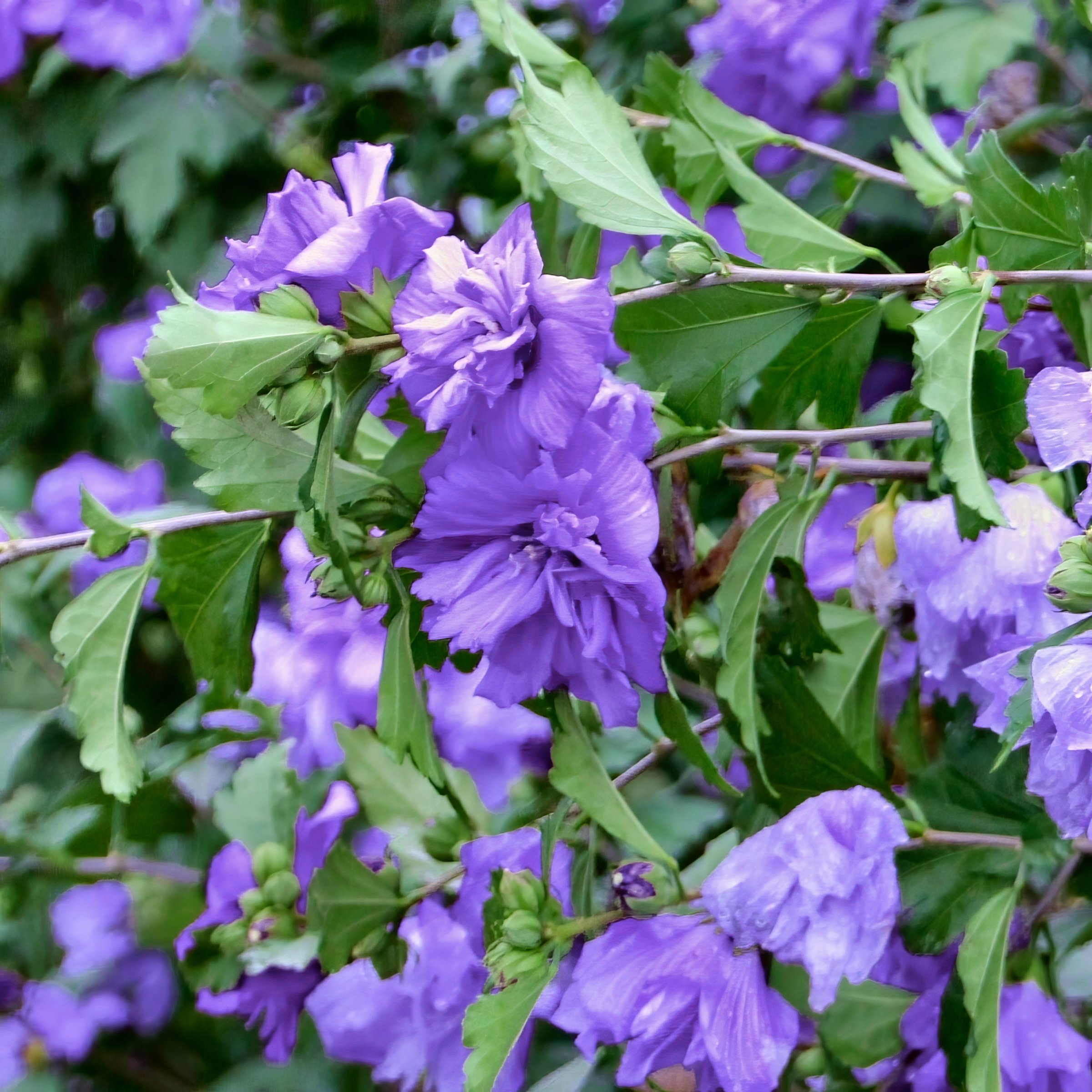 2 gal Live Shrub Hibiscus 'Blueberry Smoothie'