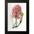 thumbnail image 2 of Withers, Augusta 13x18 Black Modern Framed Museum Art Print Titled - Orchid, Laelia Superbiens, 2 of 5
