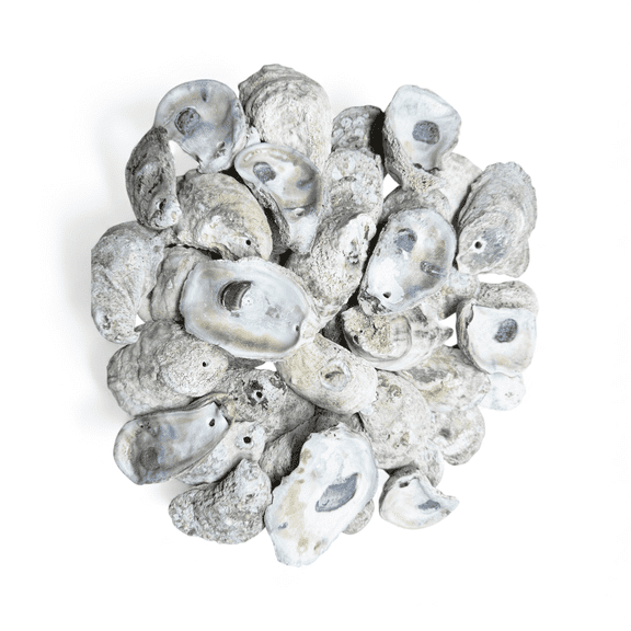 Natural Oyster Shells for Arts and Crafts with Holes at The top, Cleaned Unscented 20 Pieces per Pack. Not Polished or Sanded. Various Sizes