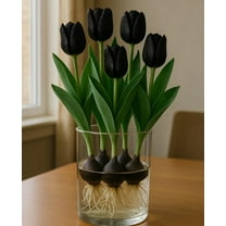Pre-Chilled Queen of The Night Tulip Bulbs for Forcing Indoors - Easy to Grow - Grow in Water or Dirt Indoors or Plant Outdoors - Prechilled Indoor Bulbs (5 Bulbs)