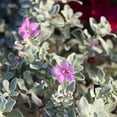 thumbnail image 6 of Altman Plants Pink silverado sage Live Plant Pot, 6 of 8