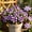 a, variant on Desert Rose-Easy Grow-Low Maintenance-Ideal for Beds Borders,Plant Pots & Planters