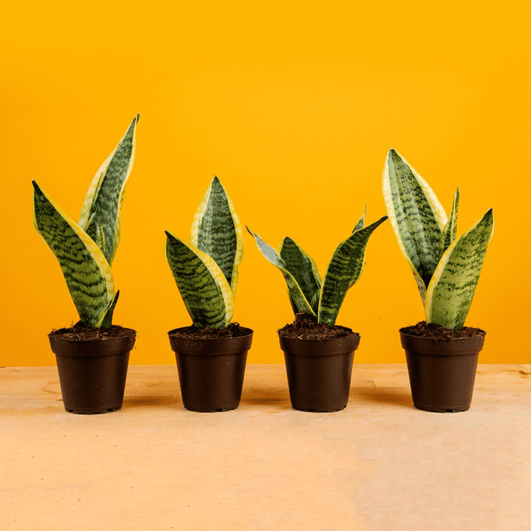 Costa Farms 8 inch Tall Exotic Angel Snake Plant Bright Indirect Sunlight, Live House Plants, 4-Pk, Size: Small